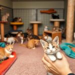 Adopting a Cat: Your Guide to Feline Companionship